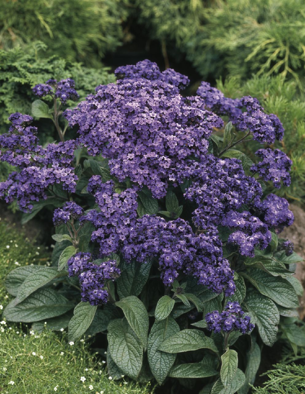 garden heliotrope
